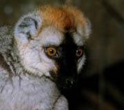 Cute lemur bust